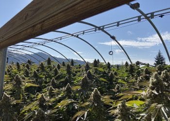 Cannabis Cultivation