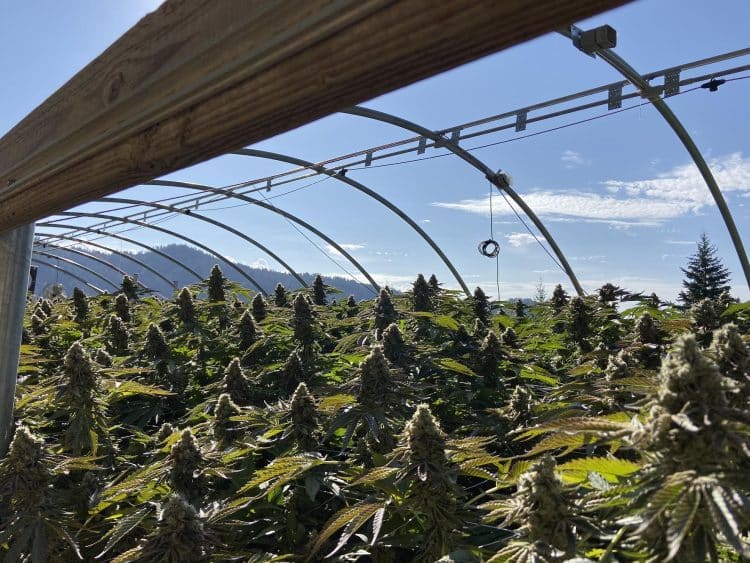 Cannabis Cultivation