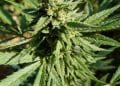 Taxonomic Framework of Cannabis