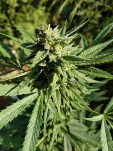 Taxonomic Framework of Cannabis