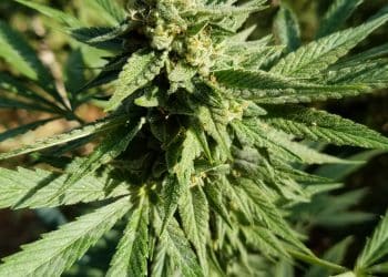 Taxonomic Framework of Cannabis