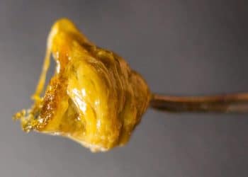 Cannabis Concentrates: Differences Between Microwave and Ultrasonic Assisted Extraction