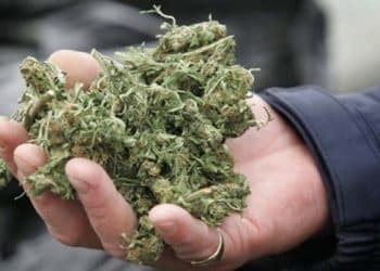 The Ever-Growing Importance of Protecting Cannabis Extraction Innovations