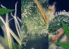 What Should You do With Leftover Terpenes?