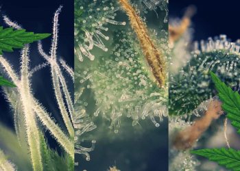 What Should You do With Leftover Terpenes?