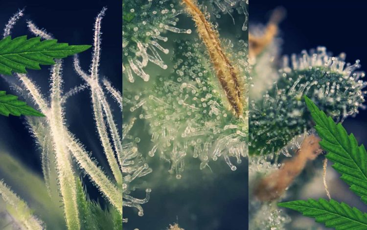 What Should You do With Leftover Terpenes?