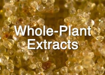 Should I Use an Isolate or a Whole-Plant Concentrate?
