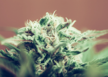 Difference Between Cannabis Terpenes and Hemp Terpenes