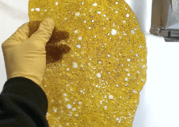 How the Experts Make Butane Hash Oil (BHO) Shatter