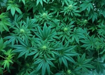 Tech’s Fight Against the Cannabis Boom