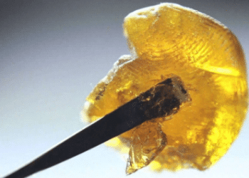 THC Concentrate Potency Versus Cannabis Flower