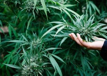 The Importance of Properly Regulating Pesticide Use During Cultivation