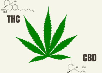 The Optimal Ratio: Balancing THC and CBD