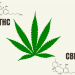 The Optimal Ratio: Balancing THC and CBD