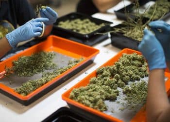 Using the Entire Cannabis Plant for Making Extracts