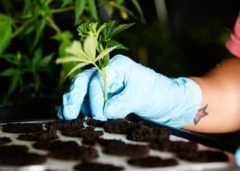 California Bans Hemp-Derived CBD Oil Because It’s Not Regulated