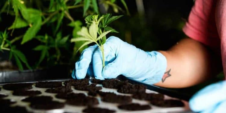 California Bans Hemp-Derived CBD Oil Because It’s Not Regulated