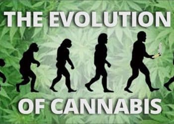 The Evolution of Cannabis’ Compounds Through Modern Extraction Methods