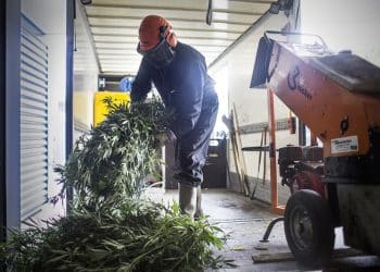 Not So Green Greens: A Multi-Million Pound Problem of Spent Cannabis Materials