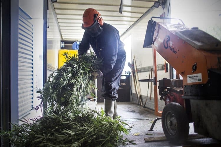 Not So Green Greens: A Multi-Million Pound Problem of Spent Cannabis Materials