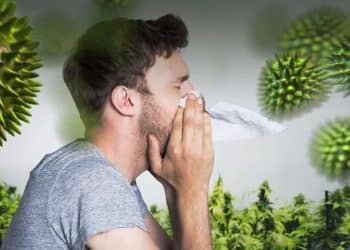 Cannabis Allergies