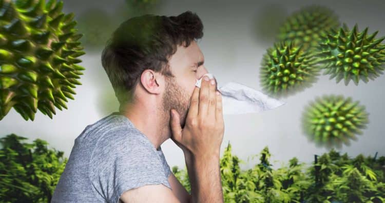 Cannabis Allergies