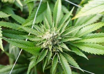 Are Cannabis Users Cognitively Challenged? A Cannabis Concentrate Mind Game