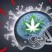 What’s in a Flower? A Cannabinoid Mind Game