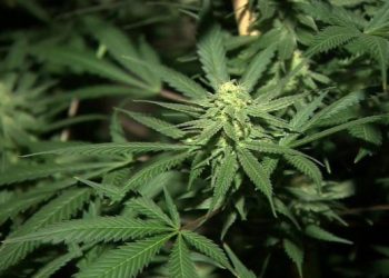 Cows, Unicorns and Cannabis: Wait . . . What?