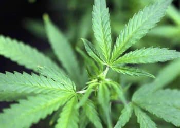 Wana Brands Poised to Serve Illinois Medical Cannabis Patients Via Exclusive Licensing Agreement with Grassroots Cannabis