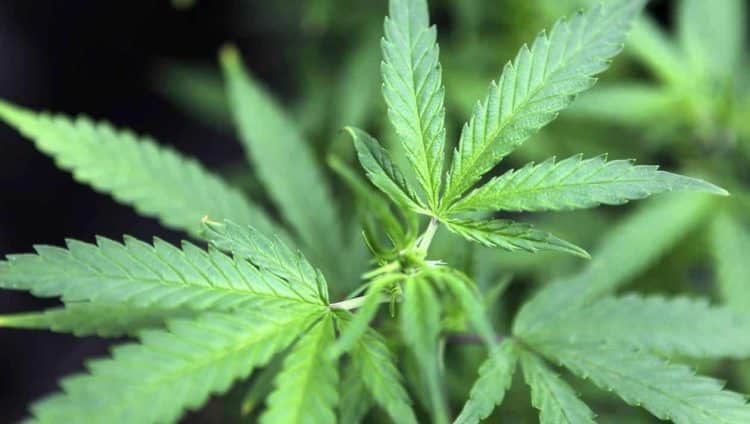 Wana Brands Poised to Serve Illinois Medical Cannabis Patients Via Exclusive Licensing Agreement with Grassroots Cannabis