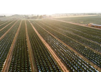 GenCanna Global USA and Thar Process Announce Partnership to Bring New Scale to Hemp CBD Industry with Supercritical Technology