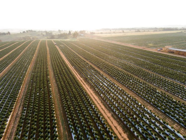 GenCanna Global USA and Thar Process Announce Partnership to Bring New Scale to Hemp CBD Industry with Supercritical Technology