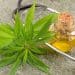 RAVE Reviews Releases Ranking of Best CBD Oil for Sleep