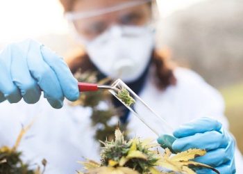 Aphria’s Australian-Based Partner Althea Granted Manufacture License