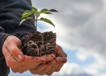 Greenery Map Launches As The First and Only Cannabis Search Engine To Find and Deliver Products Based On Desired Mood