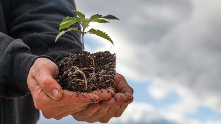 Greenery Map Launches As The First and Only Cannabis Search Engine To Find and Deliver Products Based On Desired Mood