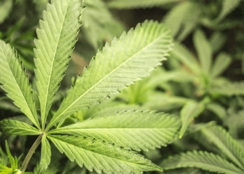 Cannabis Expert Opens His First CBD | Hemp Store at Maplewood Mall