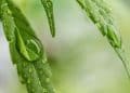 How Terpenes Contribute to Viscosity