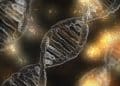 The Science Behind the Genetic Blueprint of a Specific Cannabis Plant