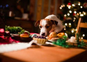 Start a Happier Holiday Tradition for Pets, Their Owners and Guests with Veterinarian Approved Smart Hemp CBD