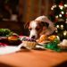 Start a Happier Holiday Tradition for Pets, Their Owners and Guests with Veterinarian Approved Smart Hemp CBD