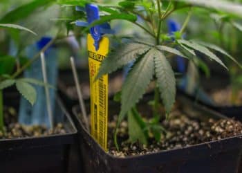 The Cannabis Track-and-Trace System