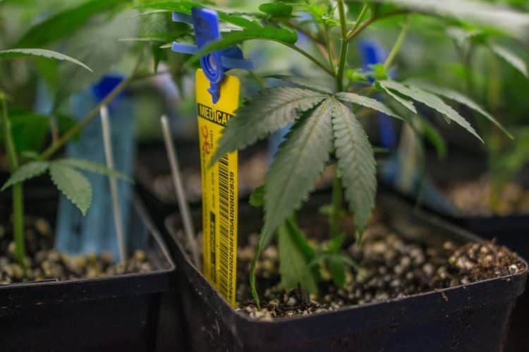 The Cannabis Track-and-Trace System