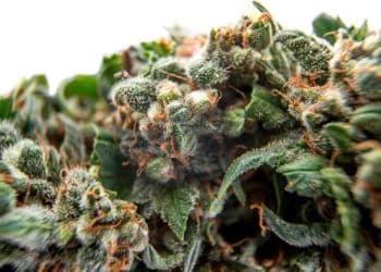 Cannabistry Labs and Thar Process Join Forces to Exclusively Launch Pharma Grade Supercritical Extraction Technology to the Cannabis Industry