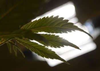 Getting Cosmic with Pete Patterson, of Vitalis Extraction Technology