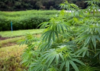 In Celebration of the Historic Legalization of Hemp, Irwin Naturals Founder Pledges to Give Away $1 Million of Free CBD