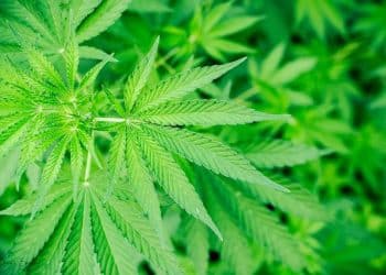 Coda Signature Named One of the Best 50 Companies to Work for in the Cannabis Industry