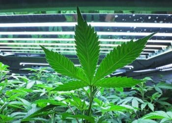 Flower One Announces First Licensing Agreement and Brand Partnership with Rapid Dose Therapeutics to Launch its Innovative Quickstrip™ Product to the Nevada Cannabis Market