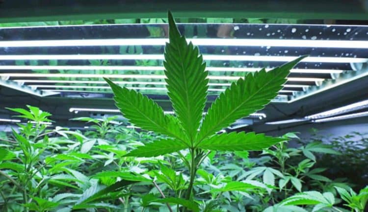 Flower One Announces First Licensing Agreement and Brand Partnership with Rapid Dose Therapeutics to Launch its Innovative Quickstrip™ Product to the Nevada Cannabis Market